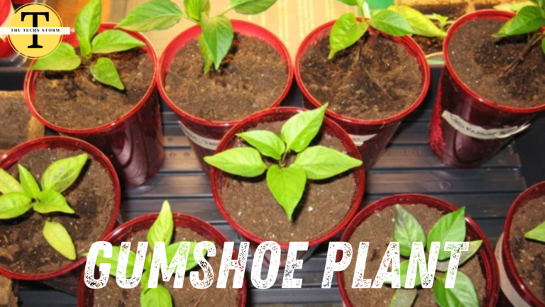 Gumshoe plant Use, Benefits, Care & Scientific name of Gumshoeing