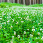 when clovers die dry do they grow back