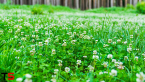 when clovers die dry do they grow back